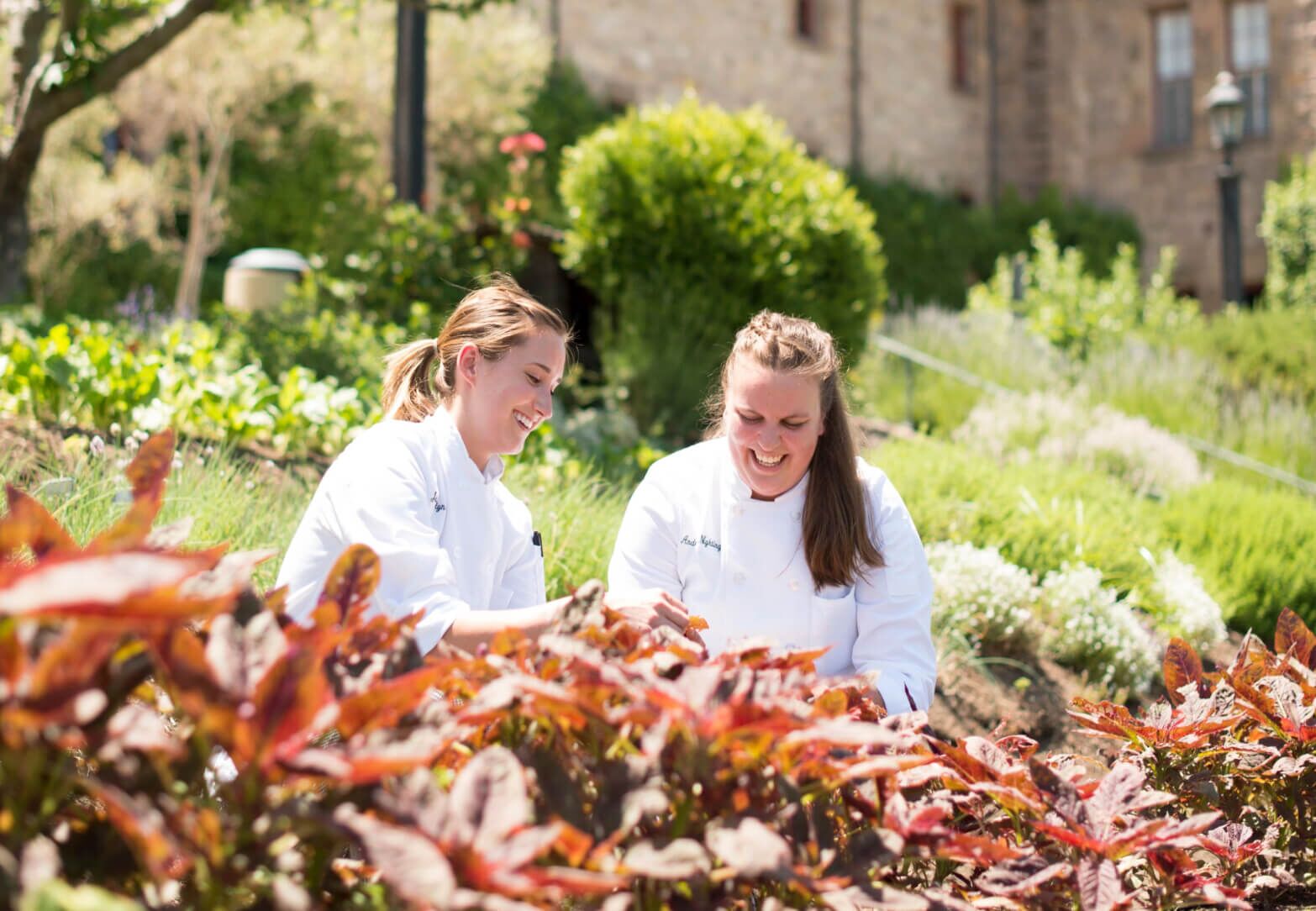 CIA students harvesting herbs at the CIA Greystone campus in the Napa Valley.